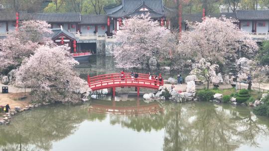 航拍武汉春天东湖樱园园林盛开的樱花
