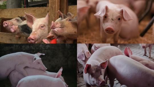 【合集】畜牧业小猪猪圈养殖视频素材模板下载