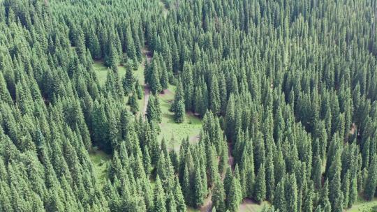 新疆茂密的森林航拍