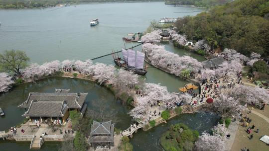 江苏无锡太湖鼋头渚樱花季节航拍风光