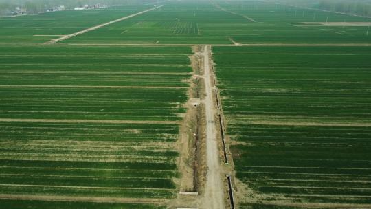 航拍小麦幼苗麦田的灌溉水系渠