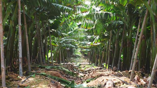 海南昌江热带水果香蕉种植园