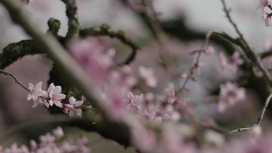 桃花春天情侣古镇古装汉服