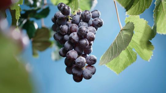 棚拍葡萄4K升格