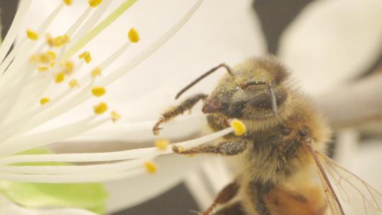 蜜蜂采蜜花蕊实拍