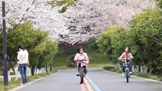 春天儿童们在樱花绿道骑行