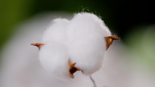 棉花纯棉制品棉花展示一朵棉花 白棉花视频素材模板下载