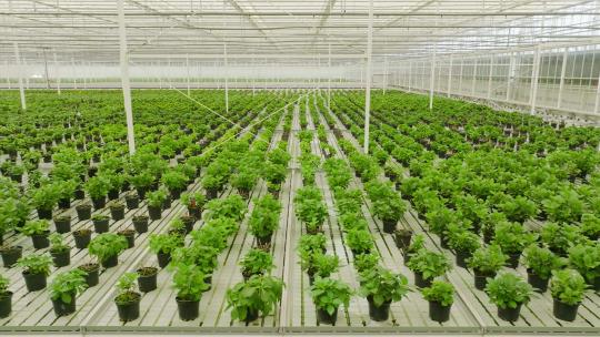 绿色蔬菜 大棚 温室 花卉养殖