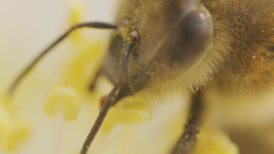 蜜蜂采蜜画面特写视频素材模板下载