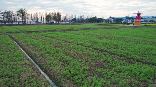 4k珠海斗门乡村风车油菜花花海航拍