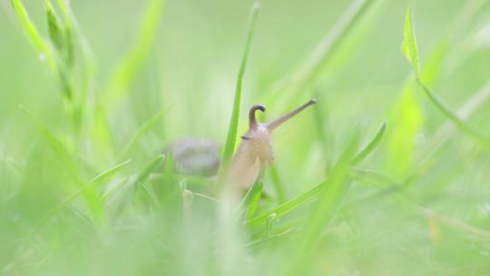 绿色自然小清新蜗牛爬行-立夏