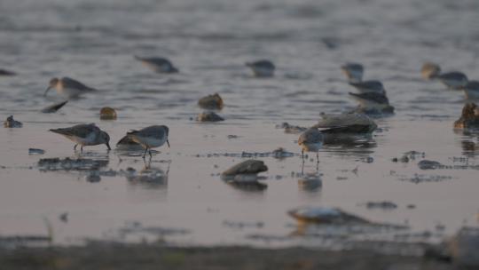 中国湿地环境鸟类栖息地