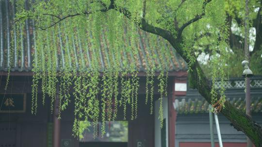 杭州钱王祠春天清明节雨天古建筑自然唯美