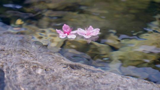 流水落花-桃花在水中飘流视频素材模板下载