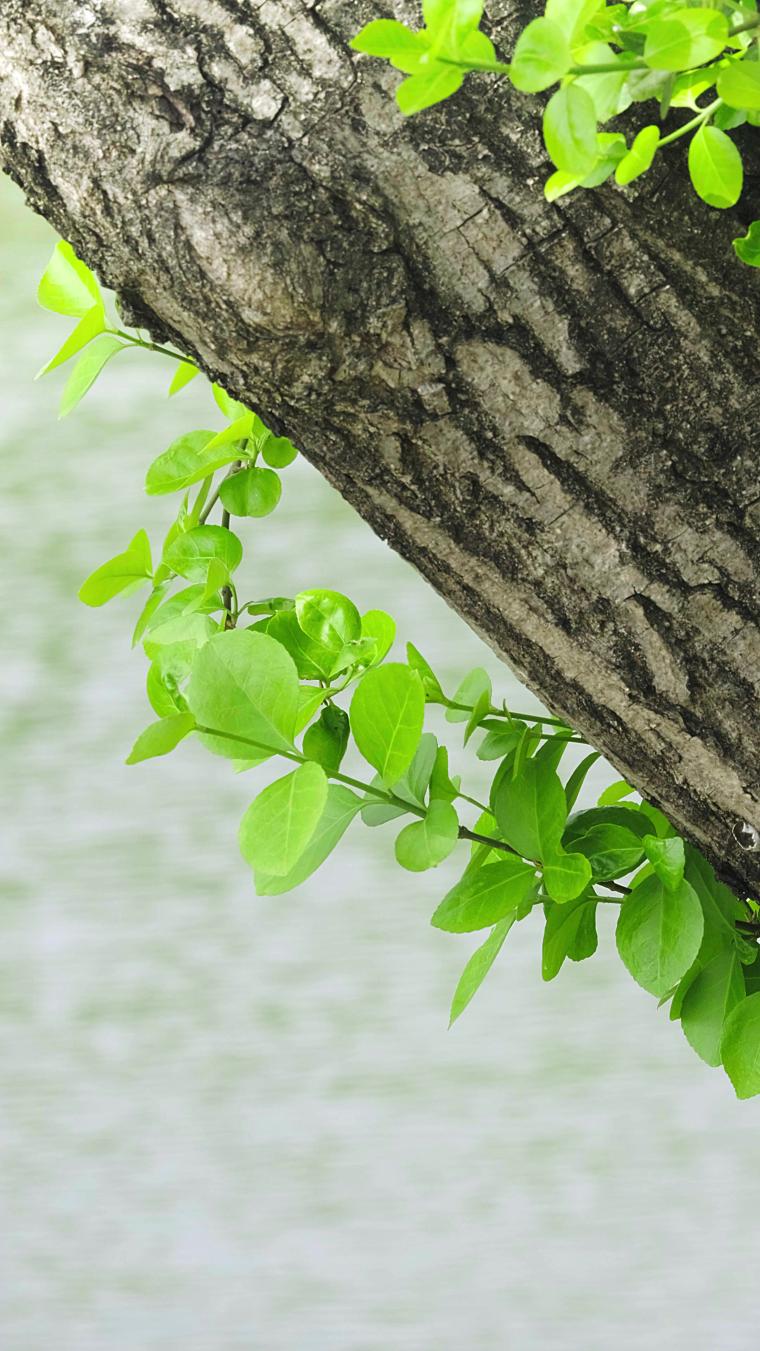 从树干上长出的绿叶