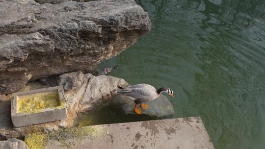 鸭子斑头雁从岸边下水游动