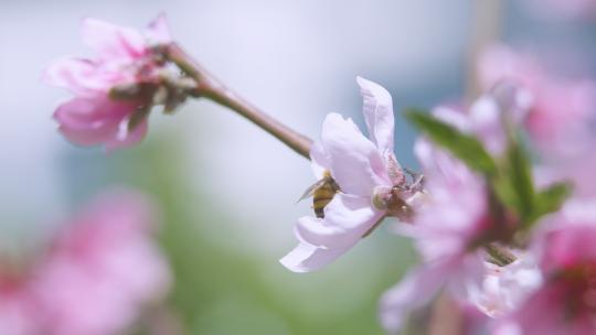 微距桃花蜜蜂