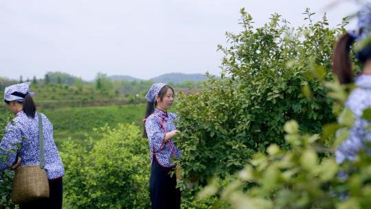 丰收季油茶山采摘女们背着竹篓采摘油茶果