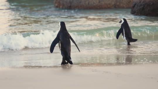 一群企鹅 企鹅宝宝 企鹅