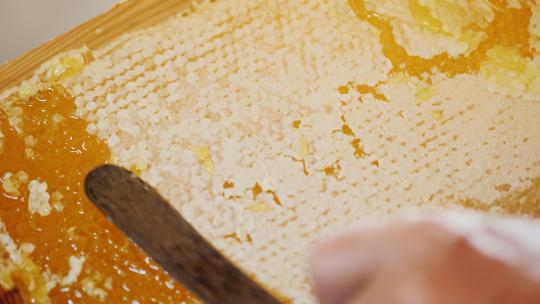 蜜蜂采蜜蜂蜜花粉视频素材模板下载
