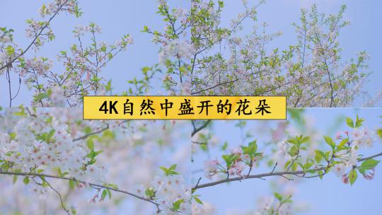 4K自然中盛开的花朵视频素材模板下载