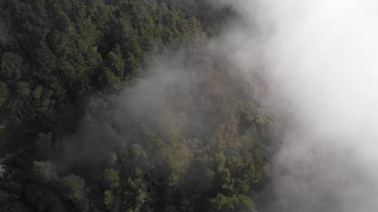 航拍迷雾森林雾气云雾森林云层大兴安岭