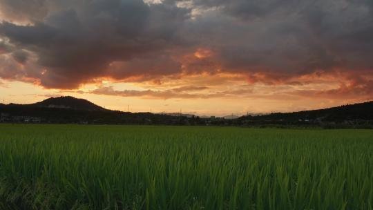 绿色稻田中的夕阳