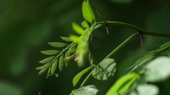 雨滴砸落在绿植上