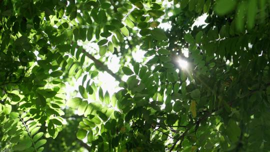 阳光穿透树叶缓慢的掠过视频素材模板下载