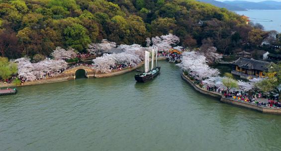 江苏无锡鼋头渚长春桥樱花景区