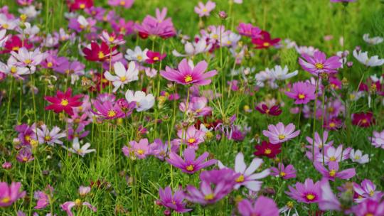 格桑花花开春园满色五彩花朵