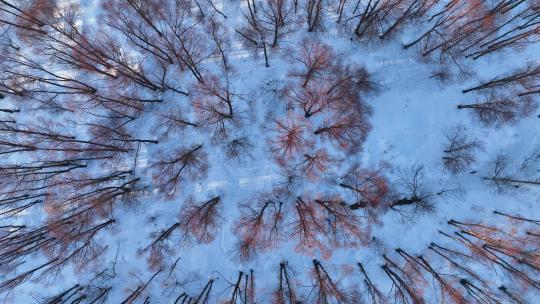 航拍早春雪原红柳林