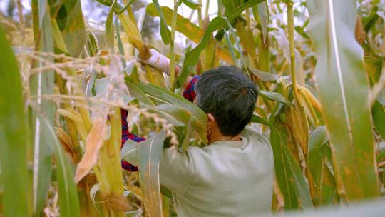 4K实拍农民摘田地里的玉米视频素材