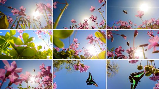 蝴蝶蜜蜂在花草中飞舞慢动作低角度高清在线视频素材下载
