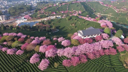 春天赏樱圣地：福建龙岩永福台品樱花茶园