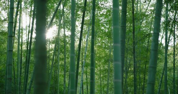 江南 竹林 生态 幽静 古装