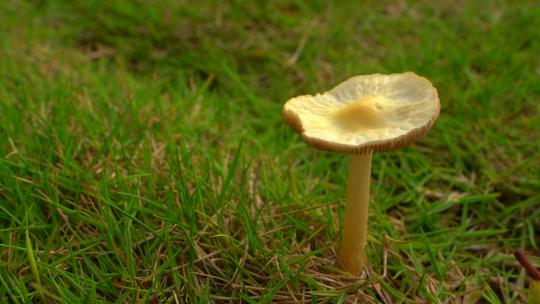 阳光照耀草地一朵蘑菇