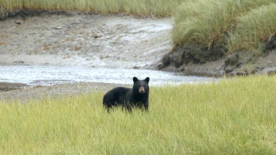 黑熊在草地上行走