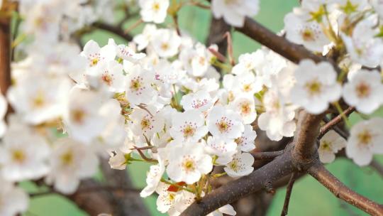 梨花 梨树 梨花盛开 白色的花 梨园