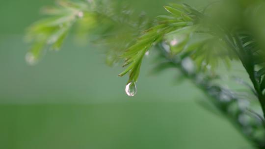 雨天绿草上的水滴下落