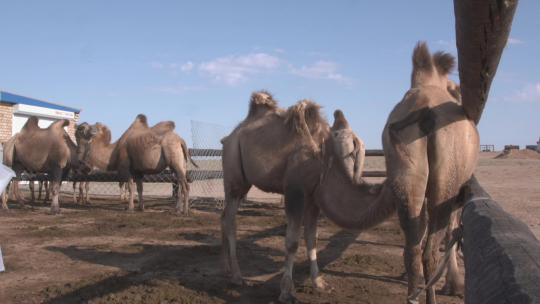 Y1内蒙古乌兰察布四子王旗骆驼场视频素材模板下载