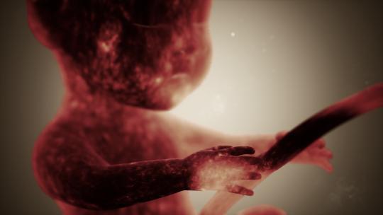 人类胎儿的医疗3D动画视频素材模板下载