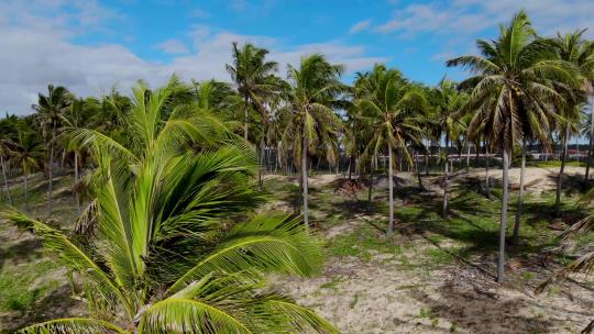 椰子树和蓝天下的美丽海滩
