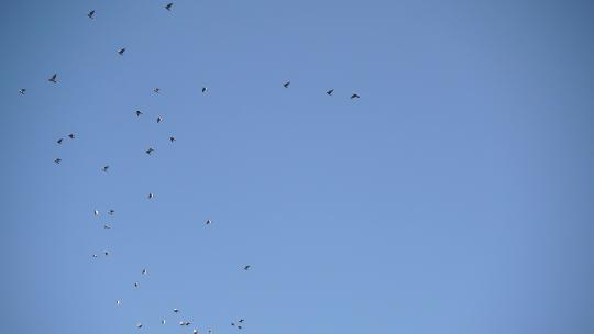 蓝天天空中一群鸟飞过4k空镜素材
