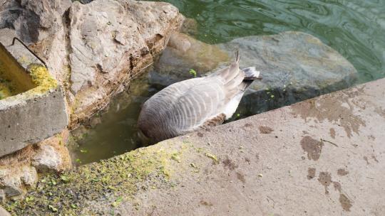 鸭子斑头雁在岸边水中觅食吃饲料视频素材模板下载