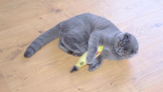 一只灰色的猫在玩玩具