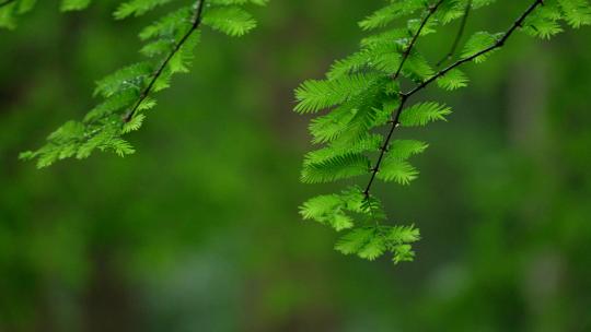 杭州虎跑 下雨天的绿色树叶有风吹动
