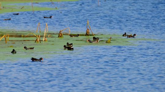 湿地一群黑水鸡在觅食长焦特写