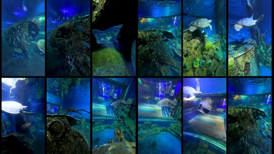 海洋世界鱼群海龟魔鬼鱼魟鱼刺鳐高清在线视频素材下载