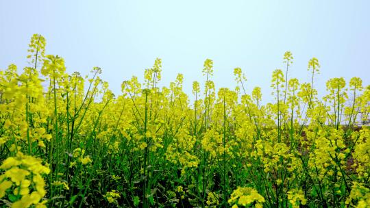 油菜花空镜